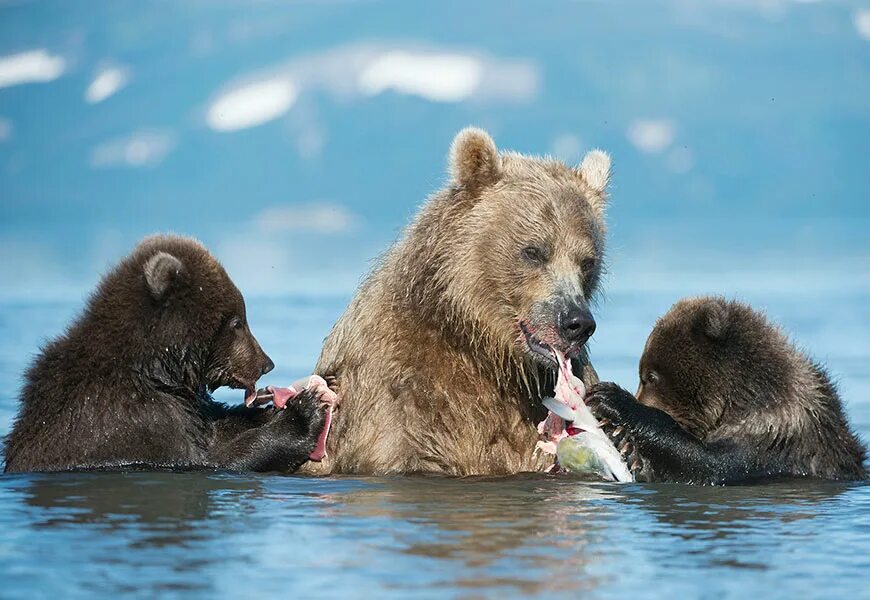 Первозданная Россия медведь. Дикая природа России фотовыставка. Фестиваль Первозданная Россия. Камчатский бурый медведь. Первозданная природа россии