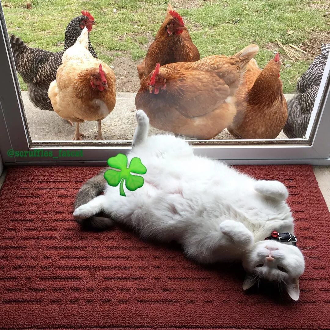 котята и цыплята смешные. курица с котятами. куриная котят. рыжий котенок и цыпленок. курица с котятами.