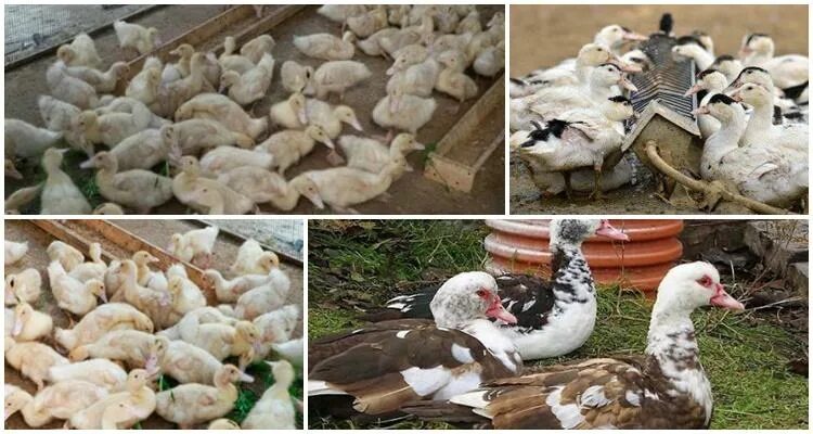 Как отличить уток мулардов