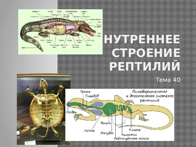 Строение рептилий 7 класс. Внутреннее строение пресмыкающихся 7 класс биология. Внутреннее строение рептилий. Класс пресмыкающиеся строение. Анатомия рептилий.