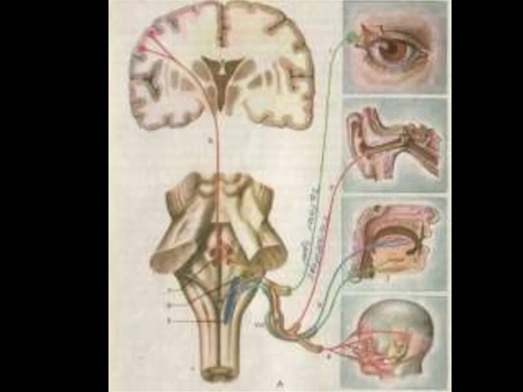 Исследование черепных нервов. Кортико нуклеарный путь для 12 пар черепно мозговых нервов. Черепные нервы поражение неврология. Пути черепномозговых неовов. Осмотр ЧМН.