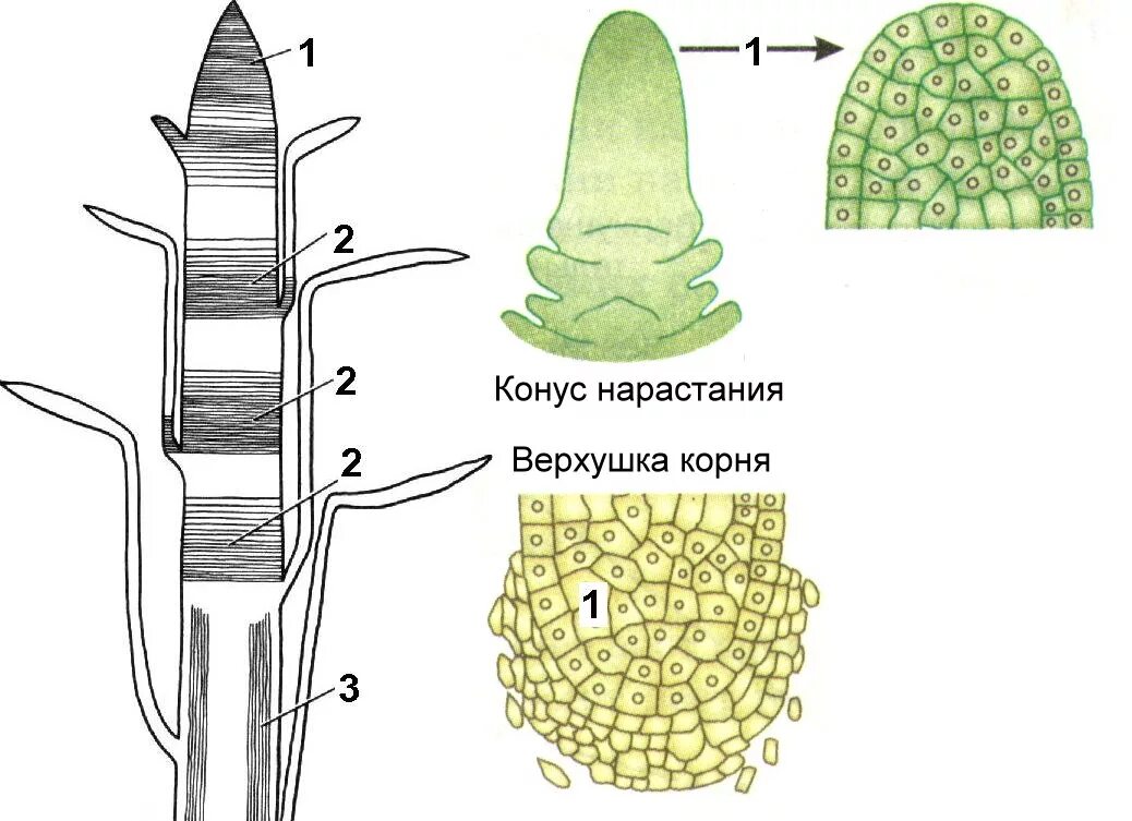 Ткани меристемы