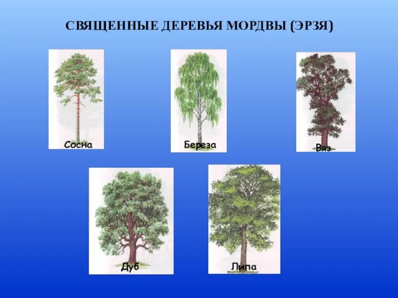 Ель хвойное дуб. Ель сосна береза ольха. Дуб береза сосна. Сосна, ель, дуб, липа, ясень, ольха, береза. Ель сосна дуб береза.