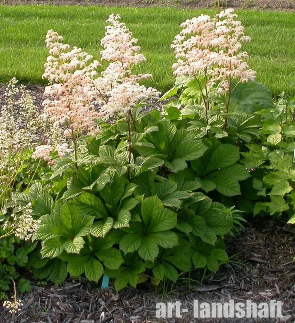 Роджерсия каштанолистная. Роджерсия конскокаштанолистная. Роджерсия конскокаштанолистная. Роджерсия каштанолистная. Роджерсия каштановидная.