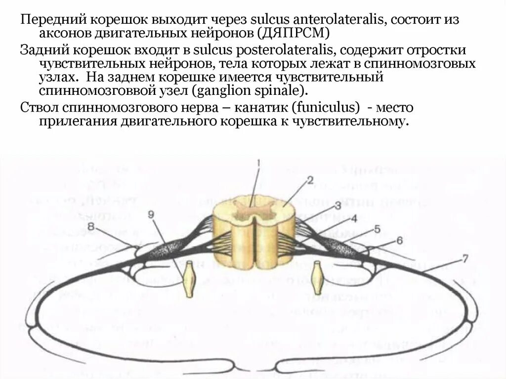 Входят в состав задних корешков спинного мозга. Функции спинномозгового нерва спинного мозга. Схема Корешков спинного мозга. Строение заднего корешка спинного мозга. Строение Корешков спинномозговых нервов.