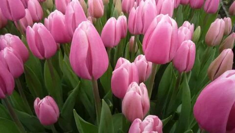 Мас әйелді суретке түсірді