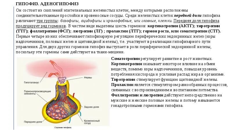 Какие железы выделяют свои секреты в кровь. Ткань желез внутренней секреции. Клетки желёз внутренней секреции. Сообщение про железу внутренней секреции. Типы железистых клеток желез внутренней секреции.