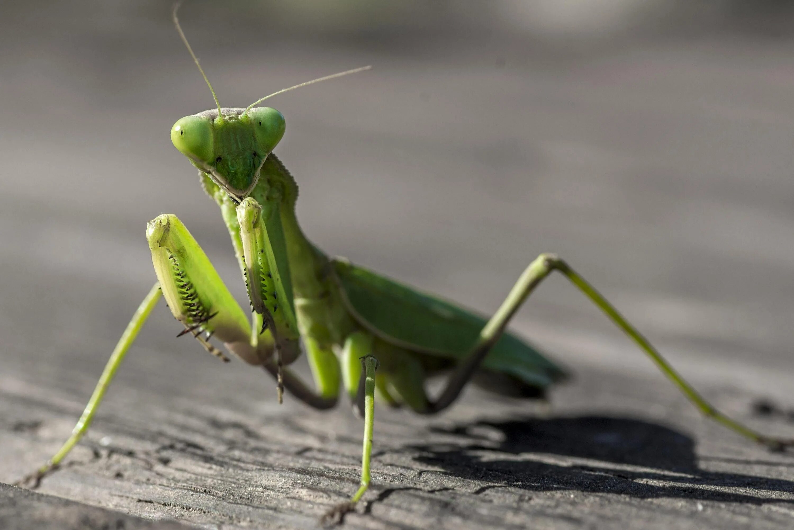 Земляной богомол (Geomantis Larvoides). Отряд Богомоловые (Mantoptera). Богомол обыкновенный. Жук богомол.