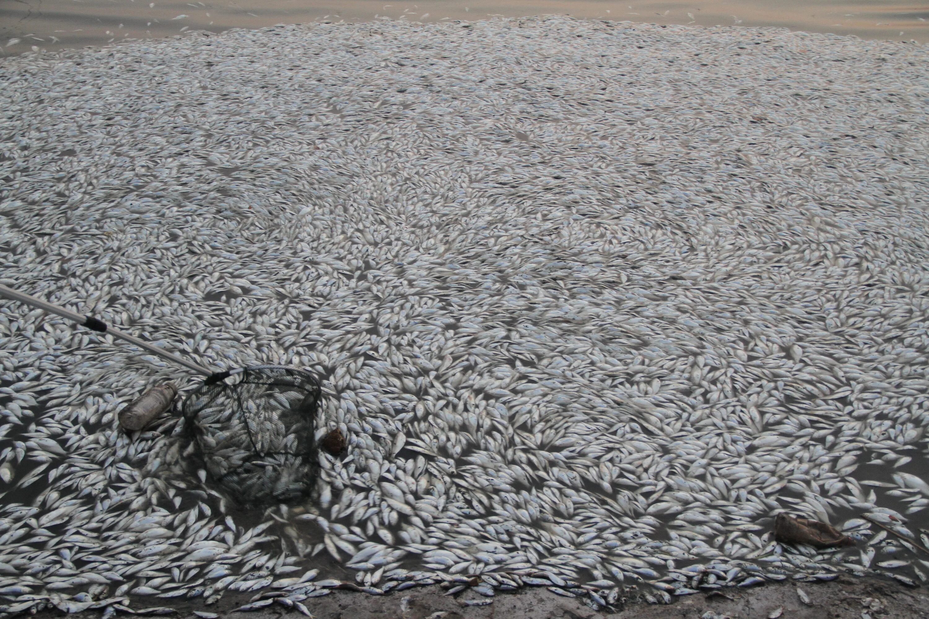 Уничтожение рыбы. Мертвая рыба на берегу.