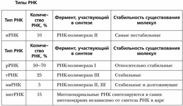 Виды рнк характеристика. РНК типы и функции. Типы РНК их строение и функции. Функции и строение различных типов РНК. Структура и функции РНК (разновидности, структура)..