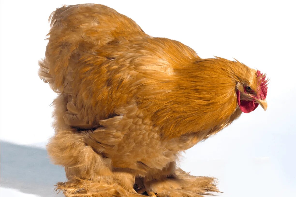 Желтые куры почему. Бежевый петух. Куры Sari buff. Куры Golden Laced Cochin Bantam Hatching. Куры красивые картинки.