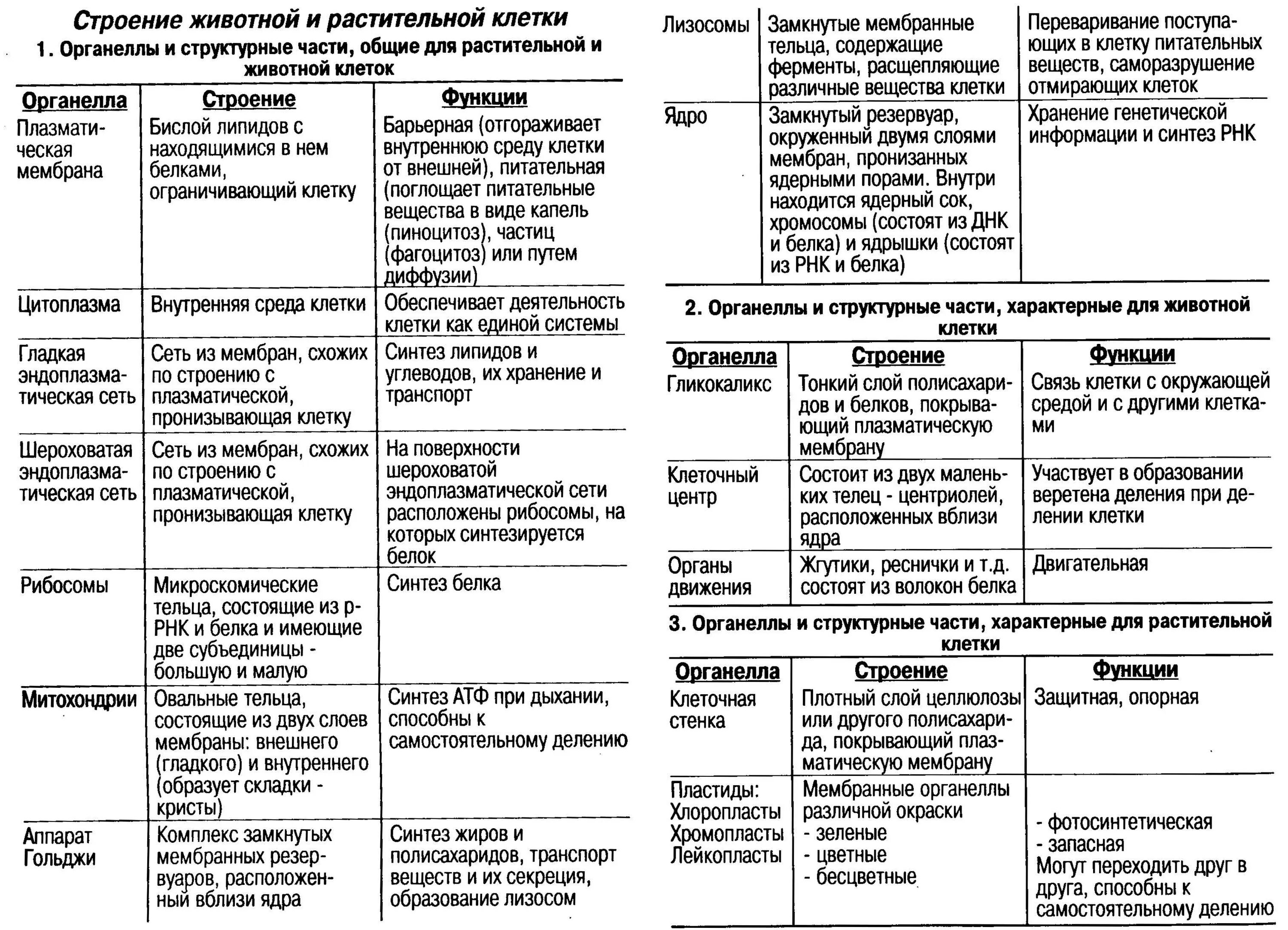 Строение и функции органоидов животной клетки таблица. Таблица строение животной клетки органоиды строение функции. Строение и функции органоидов клетки таблица 10 класс биология. Таблица по биологии органоиды строение функции. Органоидами клетки эукариотической являются