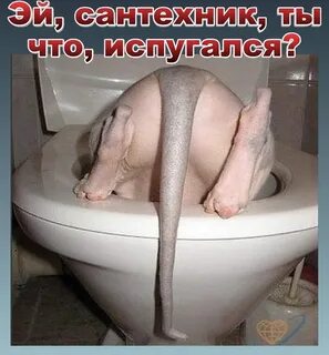 Веселые истории о нас" 2159 - Ветер Вольный - КОНТ