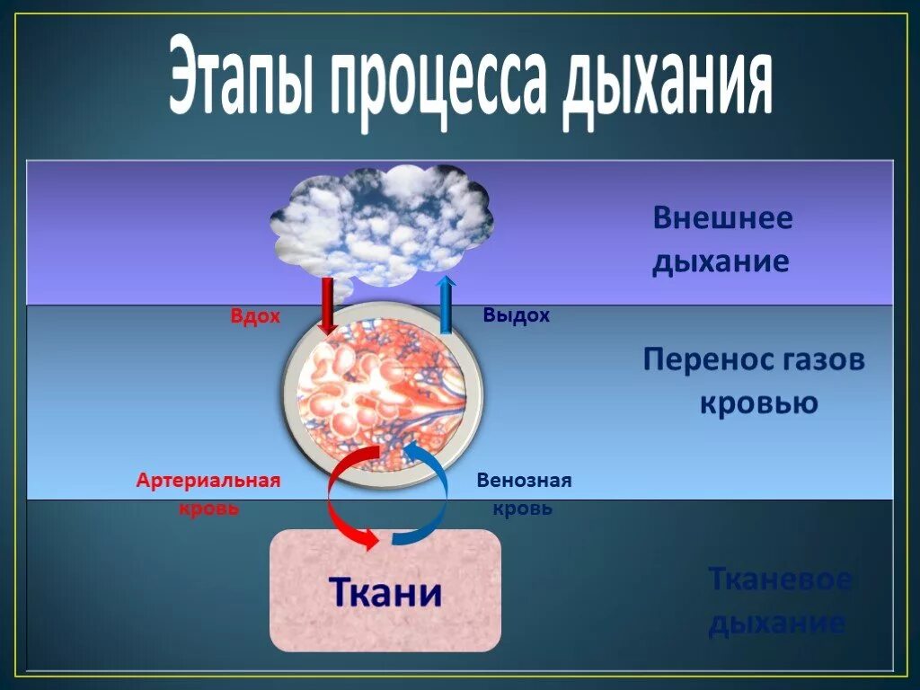 Этапы процесса дыхания. Три этапа процесса дыхания. Дыхание этапы дыхания. Стадии дыхательного процесса. Последовательность этапов процесса дыхания