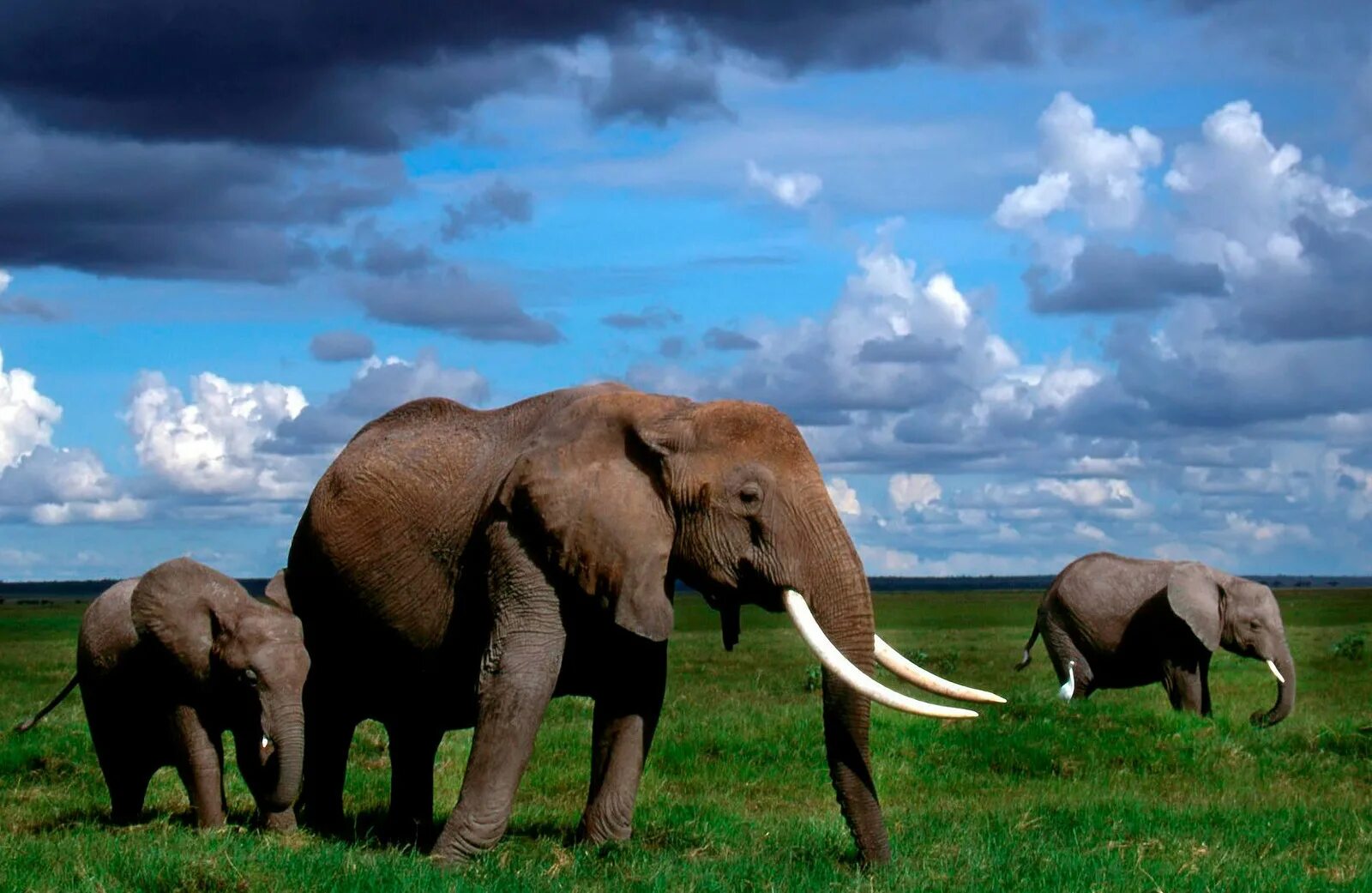 Elephant перевод. Африканские животные. Слон. Крупные животные Африки. Слон животное.