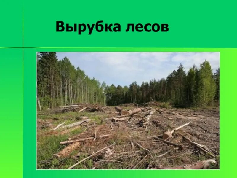 Вырубка лесов. Проблемы леса. Экологические проблемы леса. Вырубка лесов сообщение.