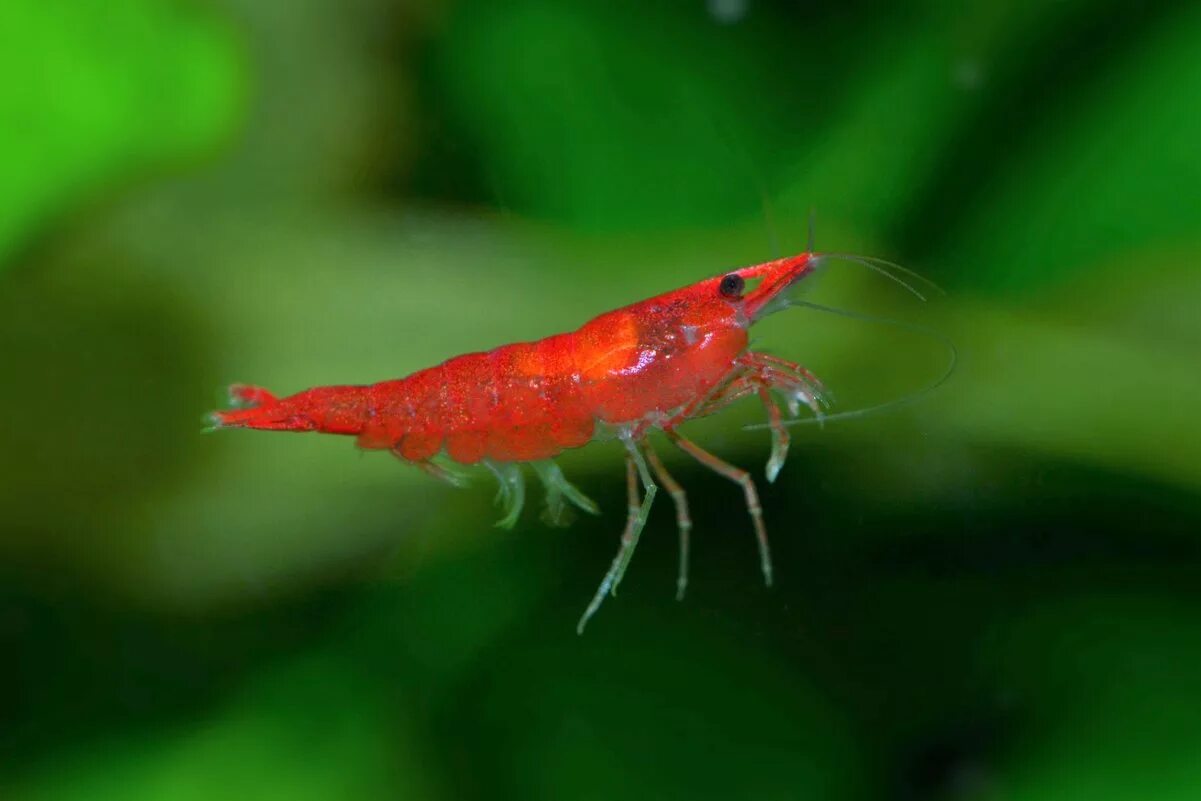 Креветки ред фаер. Креветка Сакура красный огонь. Neocaridina heteropoda. Креветки красные аквариумные. Красные креветки купить