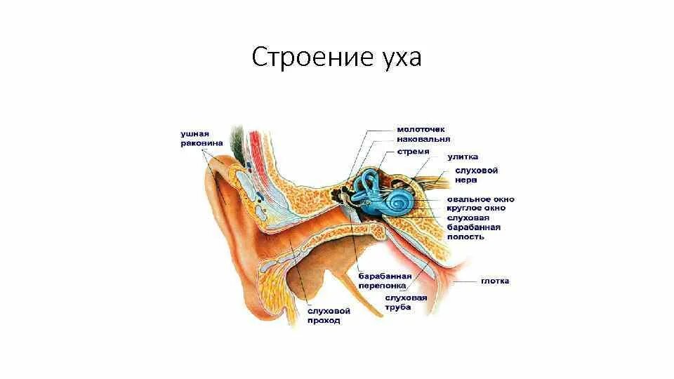 Строение уха биология 8. Строение уха рис 139. Строение глаза и уха человека. Строение уха человека ЕГЭ. Рис 67 строение уха.