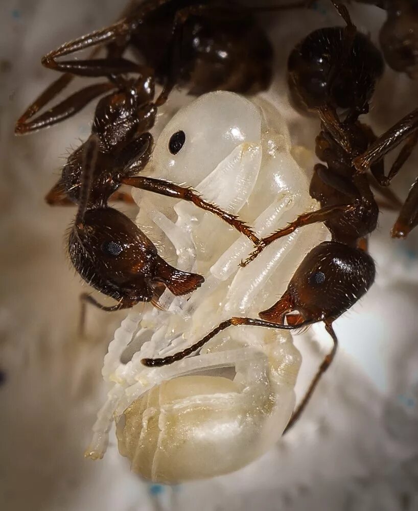 Какое развитие у муравьев. Муравьи яйца личинки куколки. Яйца личинки куколки муравьев. Куколка матки муравья жнеца.