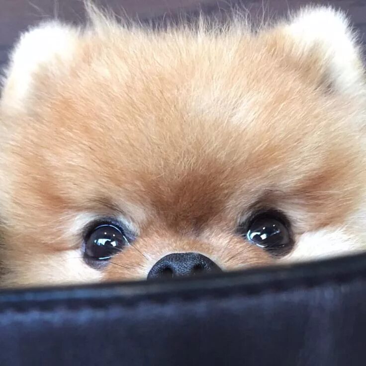 20 Pets With The Most Hilarious Human Expressions Boo the dog, Boo the cutest do