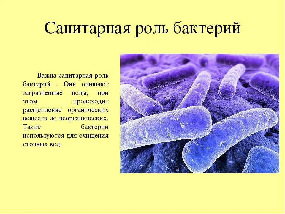 Доклад о бактериях. Сообщение по биологии про бактерии. Полезная роль бактерий. Болезнетворные бактерии в природе.