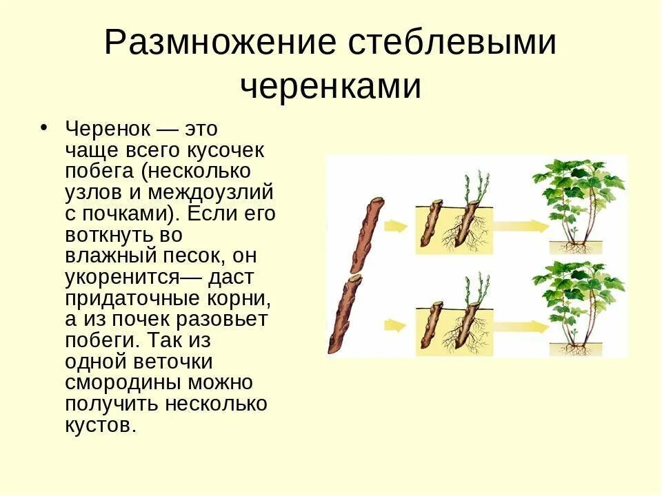 Размножение при помощи листа. Вегетативное размножение растений стеблевыми черенками. способы вегетативного размножения растений стеблевыми черенками. вегетативное размножение прививкой отводками. размножение стеблевыми черенками.