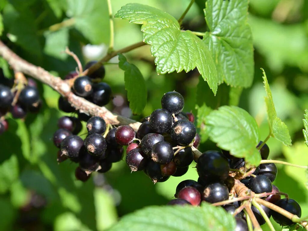 Смородина черная (ribes nigrum). Смородина черная (ribes nigrum l.). Смородина черная Дачница. Смородина черная - ríbes nígrum.