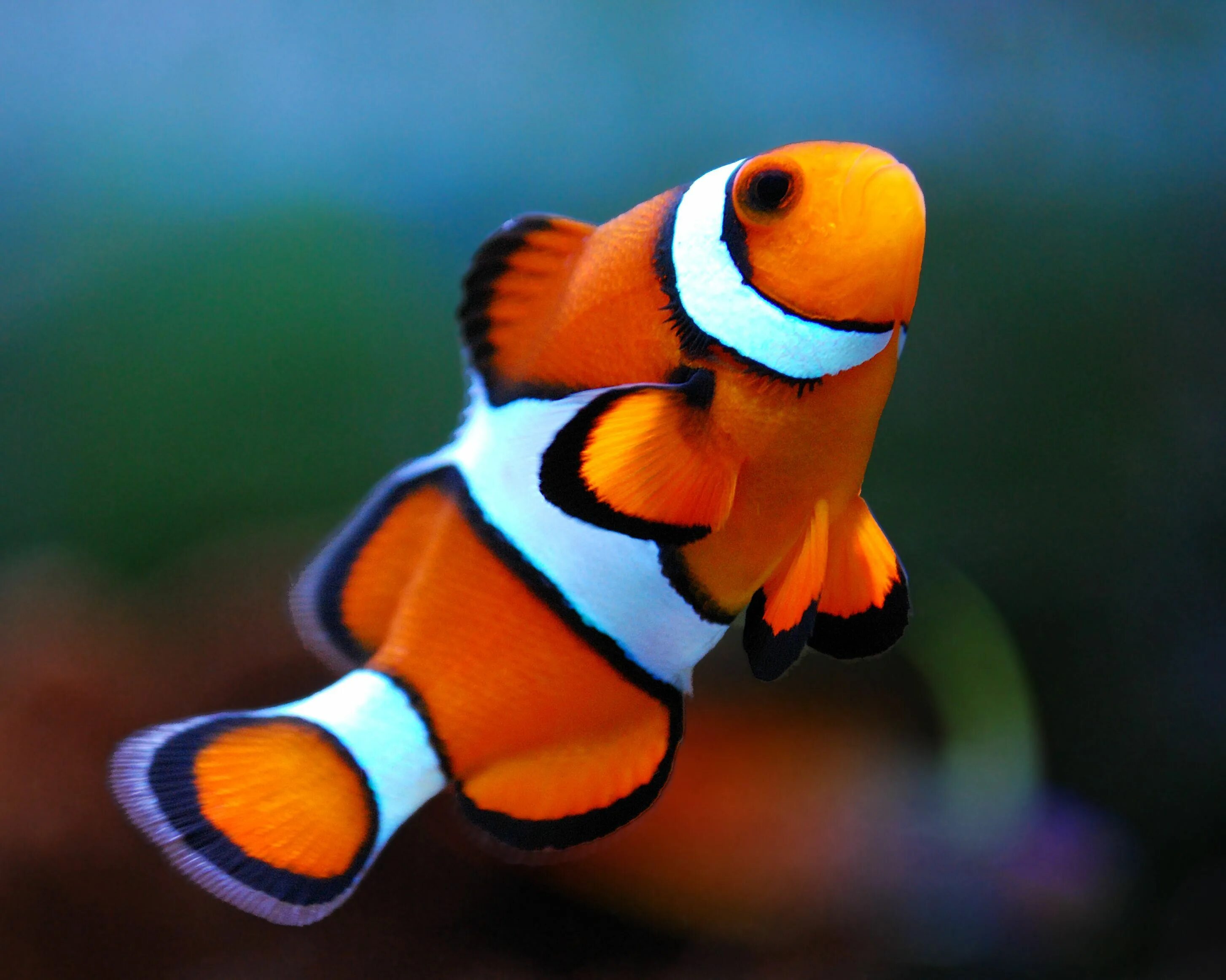 Clownfish. Оранжевый амфиприон. Рыба клоун хорошее качество. Амфиприон оцеллярис. Рыбка клоун премнас золотополосый.