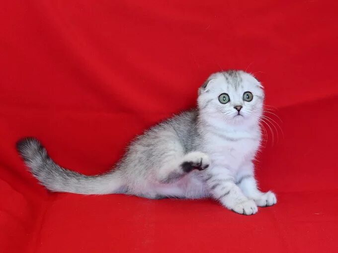 котята ростов на дону. котята в ростове на дону. сиамские тайские котята. котята т ростов на дону. возьму котенка.