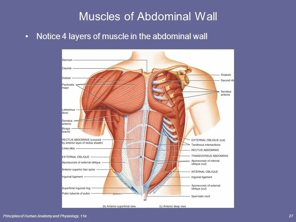 Мышечная система диафрагма. Muscles of abdomen. Abdominal Wall muscles. Abdominal Wall layers.