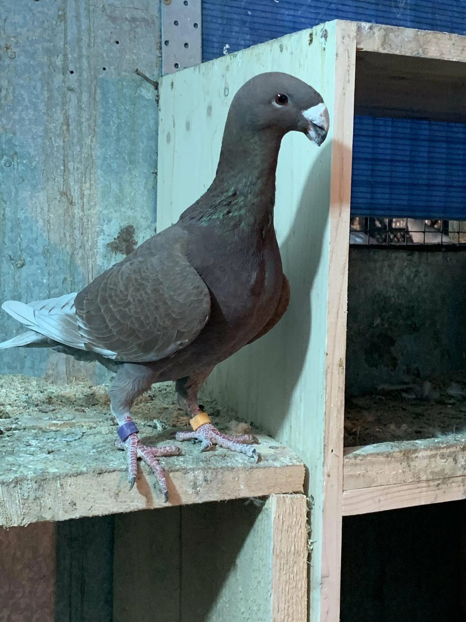 Немецкий выставочный. Немецкий Кайзер голубь. Порода голубей немецкий Кайзер. Голуби породы Кайзер. Шмалькальденские голуби.