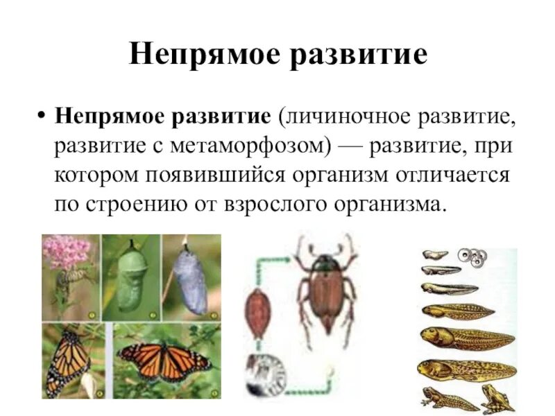 Непрямое постэмбриональное развитие характерно для. Прямое и Непрямое развитие организмов полное и неполное. Неполное превращение это прямое или Непрямое развитие. Постэмбриональное развитие прямое Непрямое метаморфоз.