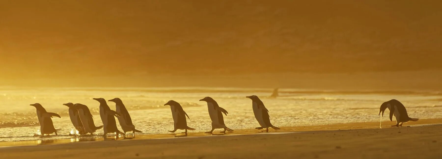 Пингвины идут с пляжа молча. Пингвины на закате. Пингвин идет. Пингвины сидят на закате. Картинки на рабочий стол пингвины.