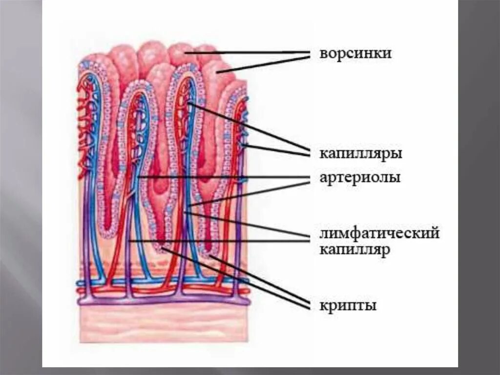 Строение ворсинок слизистой оболочки. Строение кишечной ворсинки гистология. Крипты и ворсинки гистология. Строение тонкой кишки гистология. Строение микроворсинки гистология.