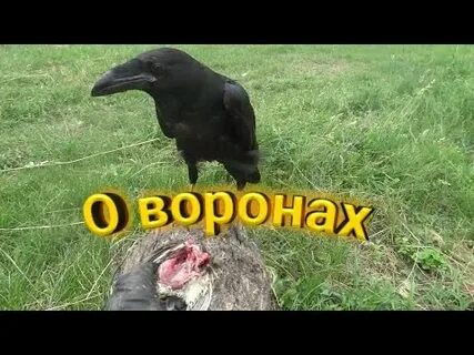 Ворона гоша видео