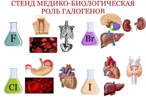 Биологическая роль р