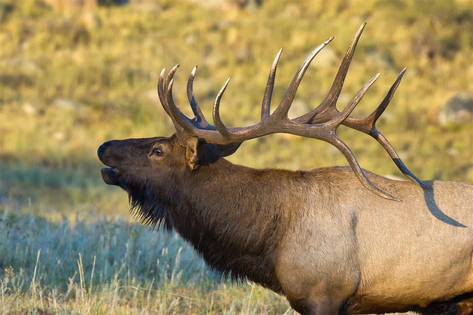 Олень вапити в Северной Америке. Вапити (Cervus canadensis. Благородный олень вапити. Вапити самец. Вапити в какой природной зоне северной америки