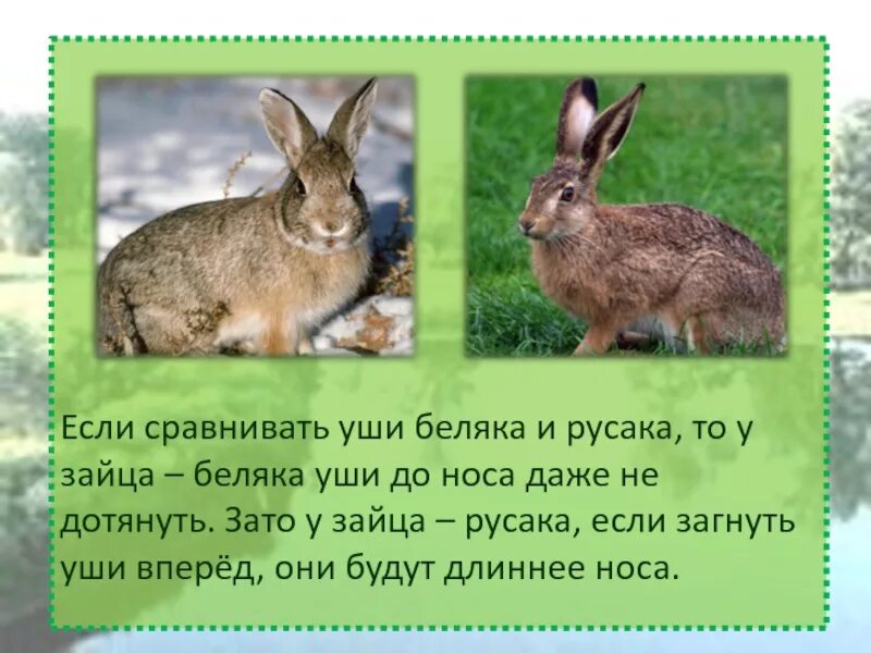 Ареал зайца русака. Уши зайца беляка и зайца русака таблица. Уши зайца русака и беляка. Уши зайца беляка и зайца русака. Уши зайца беляка и зайца русака.