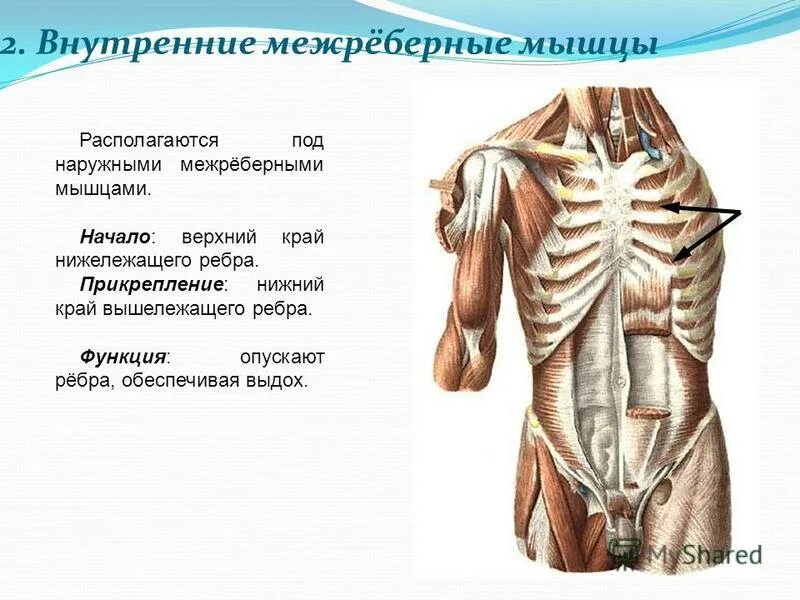 Классификация циклических видов спорта. Динамическая работа мышц. Физиология мышц. Динамическая работа скелетной мышцы. Циклическая работа мышц.