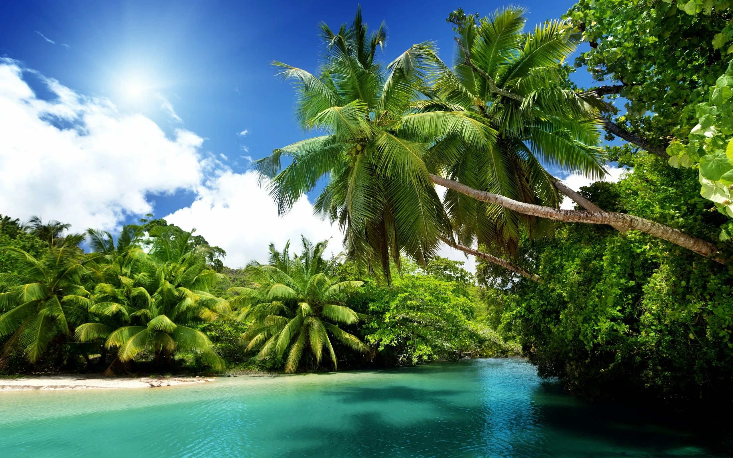 Остров обои айфон. Симиланские острова. Тропики. Пальмы. Море пальмы.