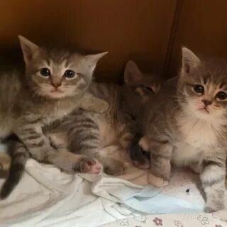 Котята в подольске в добрые