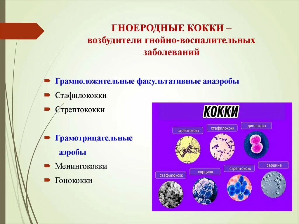 Стафилококки описание. Стафилококки описание
