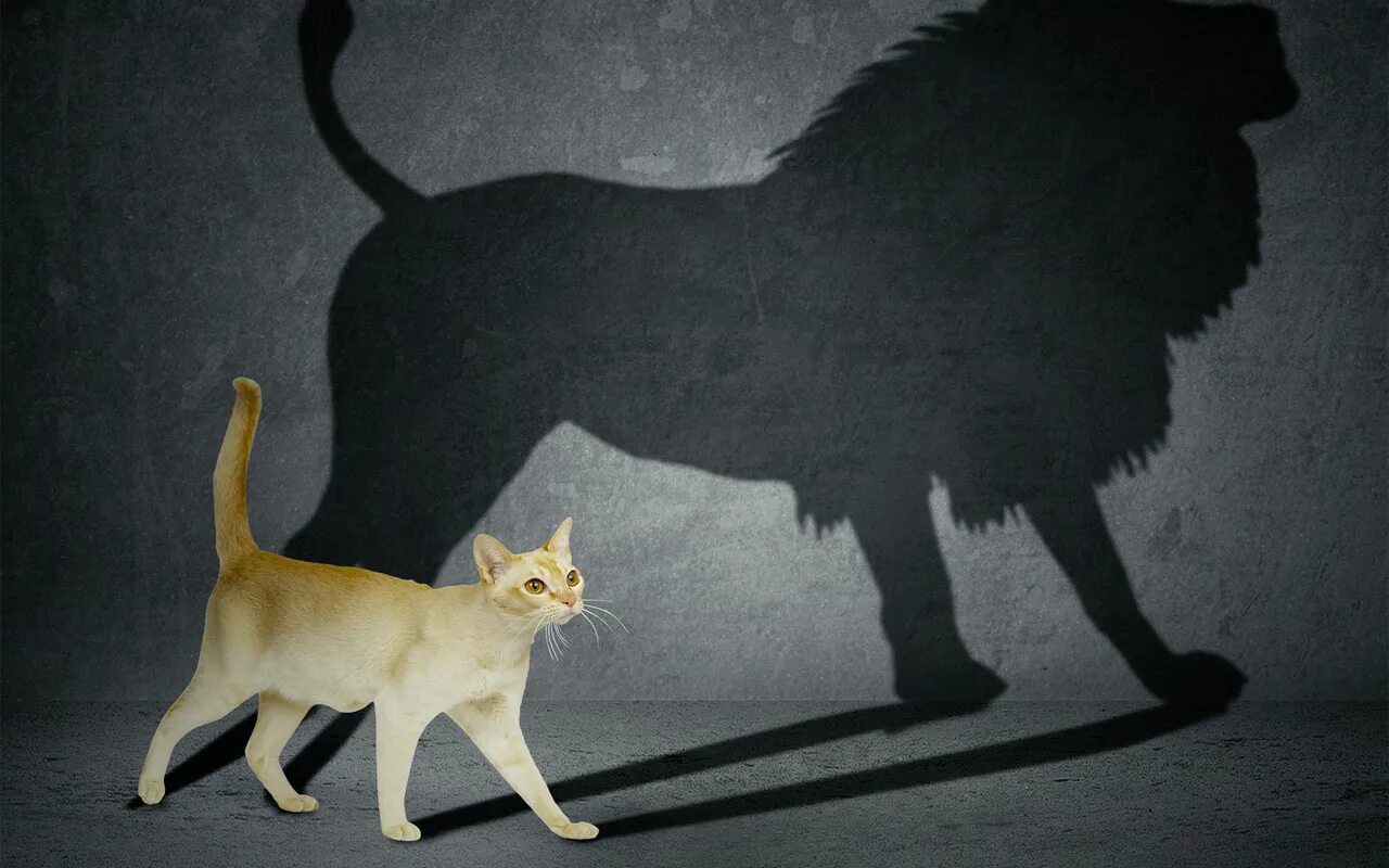Кот лев. Тень Льва на стене. Сила внутри тебя. Кот с тенью Льва. Котенок с тенью Льва.