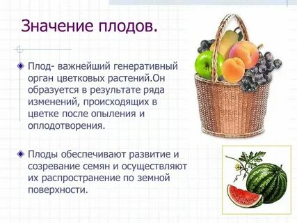 Значение семян в жизни растений