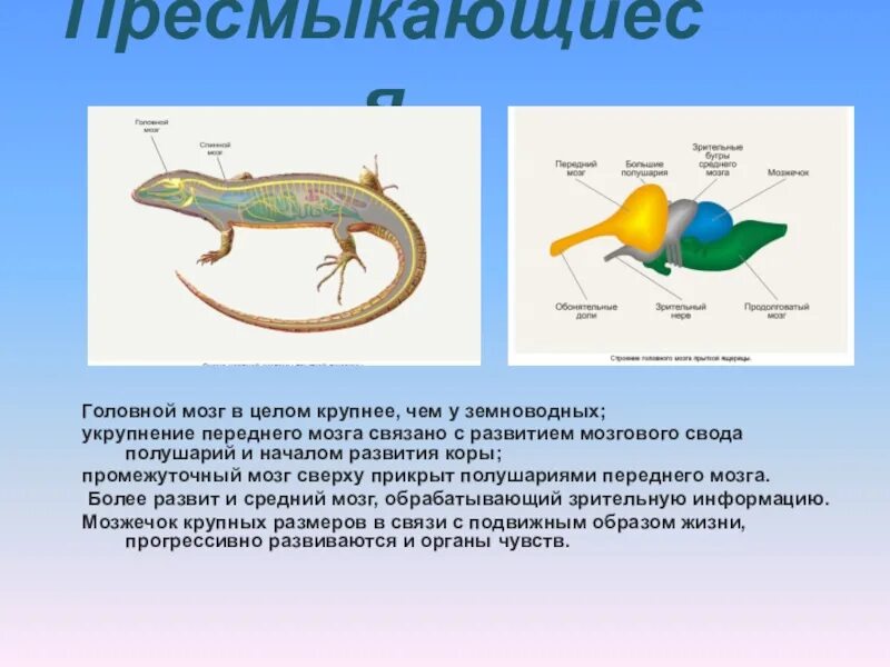 Особенности мозга пресмыкающихся. Строение головного мозга пресмыкающихся. Нервная система пресмыкающихся 7. Строение головного мозга рептилий. Эволюция нервной системы пресмыкающихся.