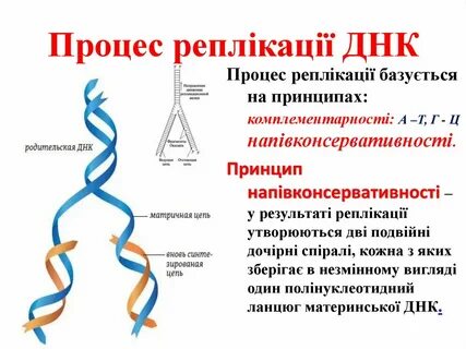 Днк пар