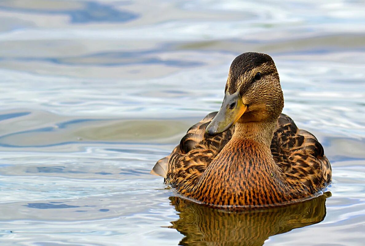 Водоплавающей птицей является