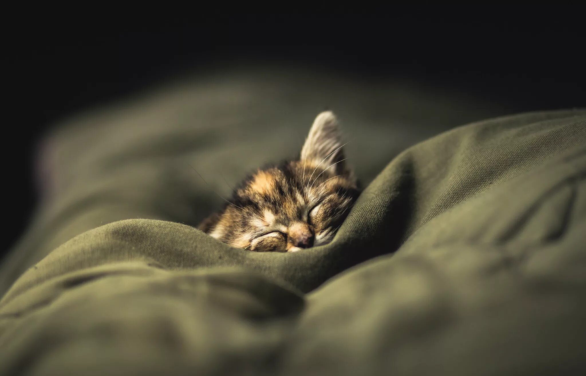 Спокойный х. Спящий кот. Спящие котята. Спящий котенок. Спящий котёнок под одеялом.