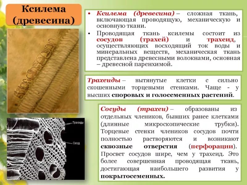 Что такое ксилема. И трахеиды древесины (ксилема).. ксилема сложная проводящая ткань. проводящая ткань ксилема 5 класс. проводящие ткани растений трахеиды.
