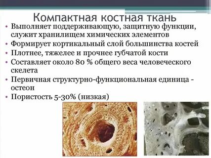 К какому виду ткани относится костная ткань